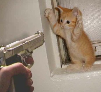 kitten-and-gun.jpg